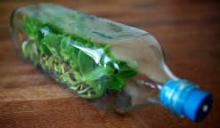 Способ выращивания комнатных орхидей из семян является одним из самых увлекательных